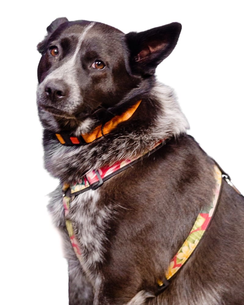A black and white dog wearing a colorful collar and harness, looking to the side against a white background.