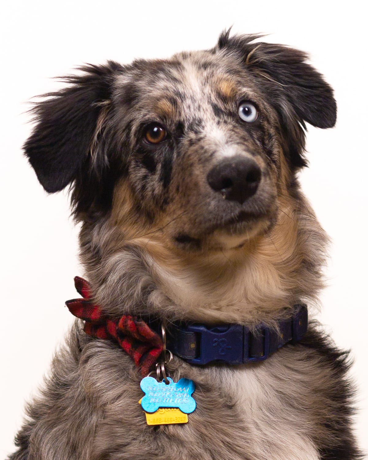 Merle-coated dog with a red scarf and blue collar against a neutral background.